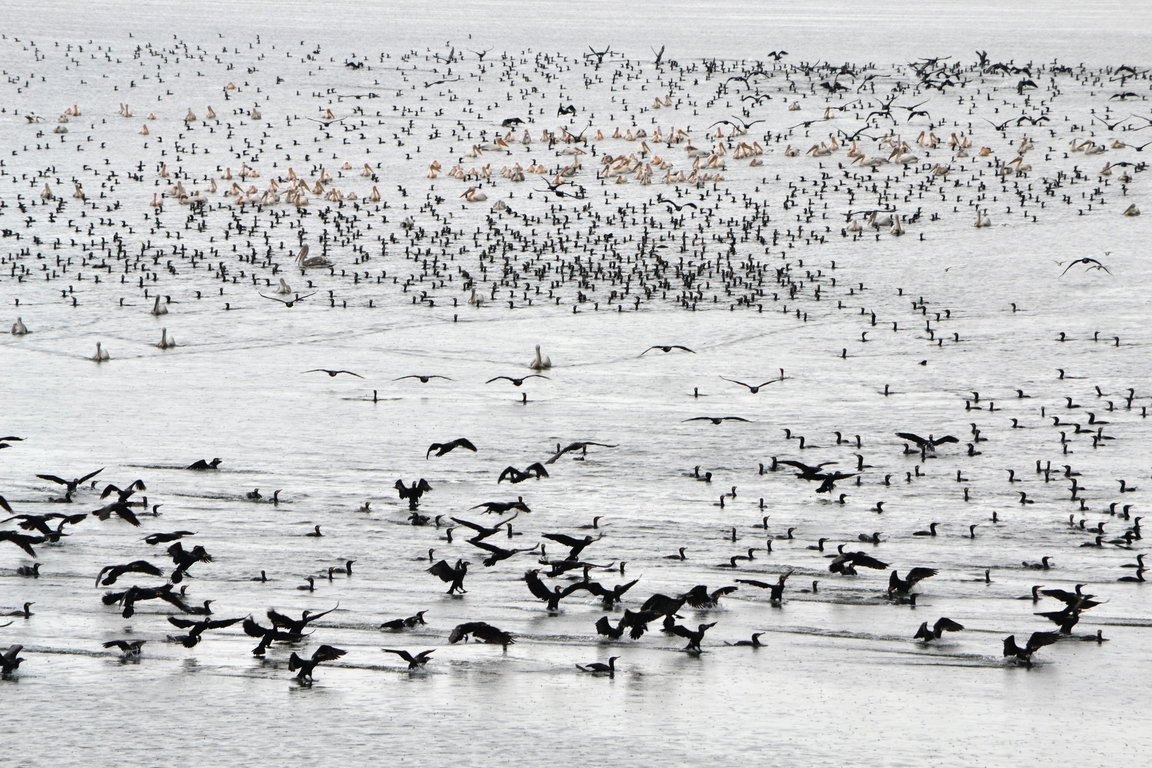 Pelicans & Large Birds of Prey Photography (Bulgaria & Greece) -NEW- 